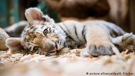 Deutschland Tigerbaby Alisha zieht um Tierpark Berlin