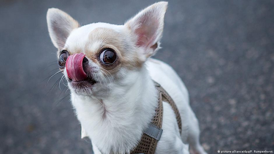 Chihuahua dog (photo: Frank Rumpenhorst/ dpa)
