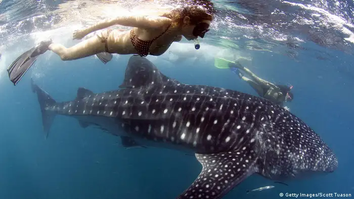 Whale shark with snorkelers (Getty Images/Scott Tuason)