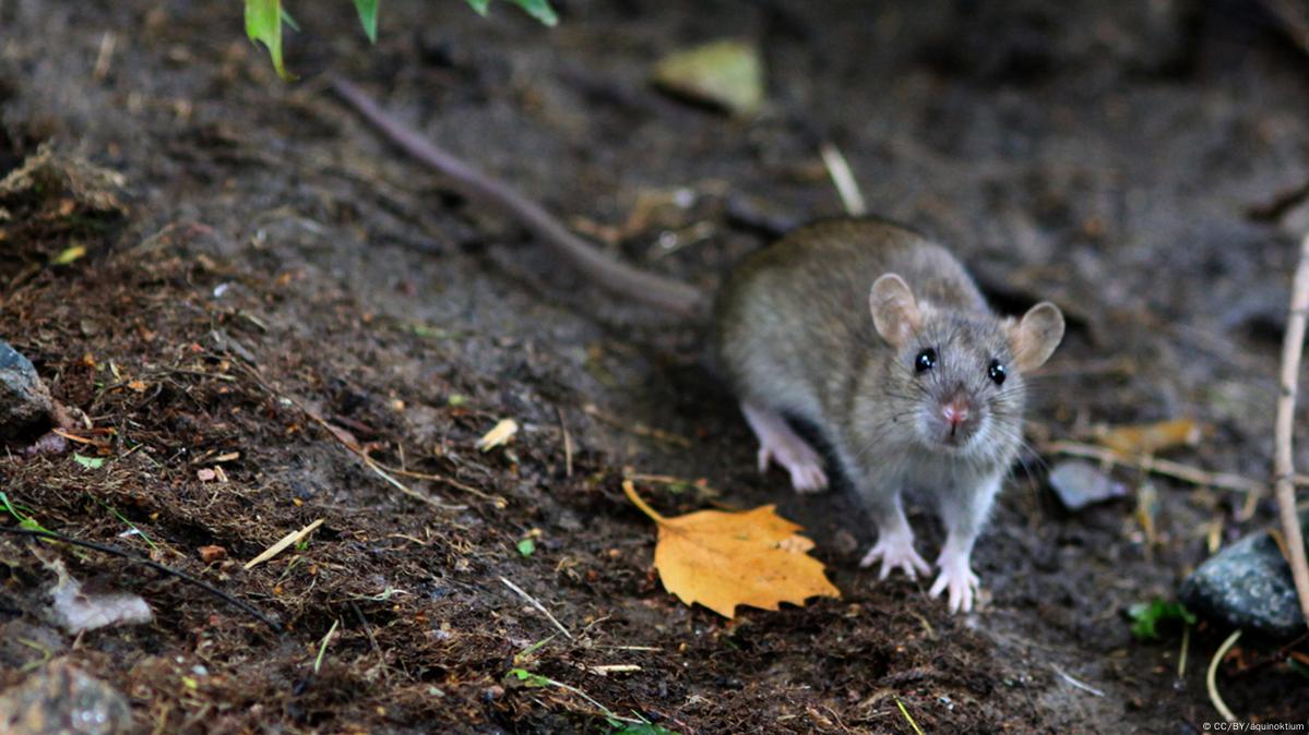 Rodents beware: Jakarta offers cash reward for live rats in vermin  clampdown