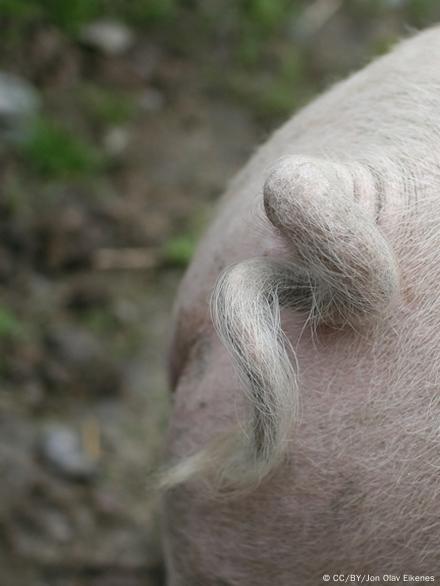 Por qué los años en el calendario chino se representan con animales