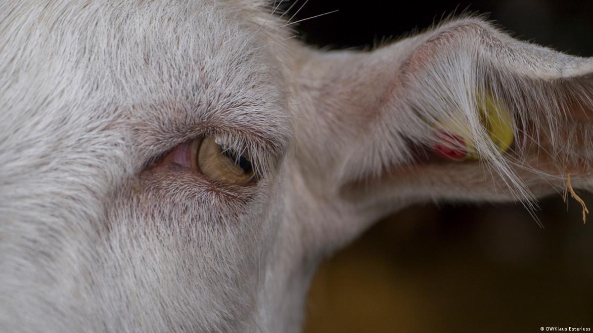 La gran carrera – DW – 07/04/2015, image size:1199x674