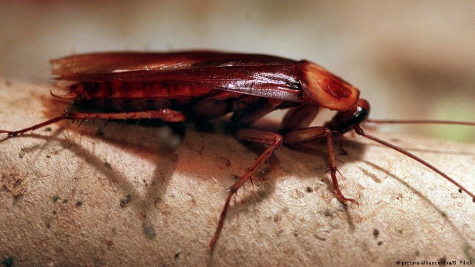 Living New York′s cockroaches Environment All topics from