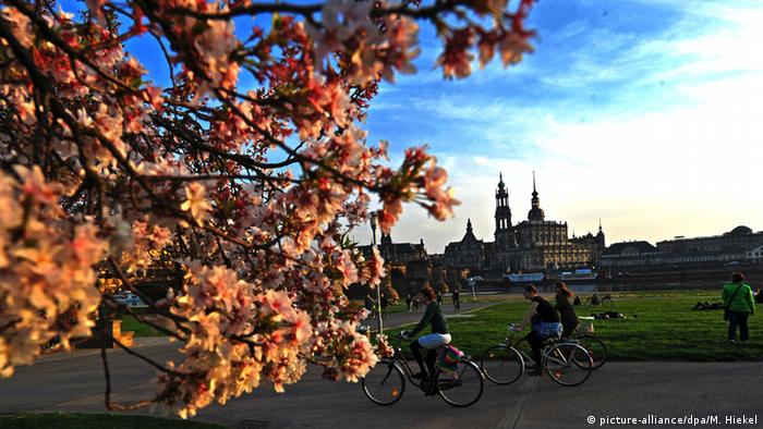 Kirschblüten am Elbufer in Dresden, im Hintergrund das Stadtpanorama