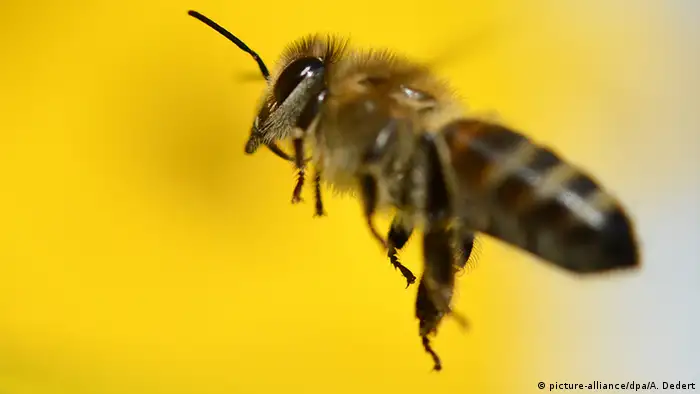 BdT Deutschland Biene im Anflug