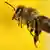 Bee Photo: Arne Dedert/dpa