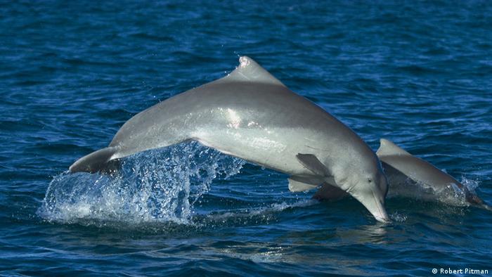 Dolphin jumping through water (Robert Pitman)