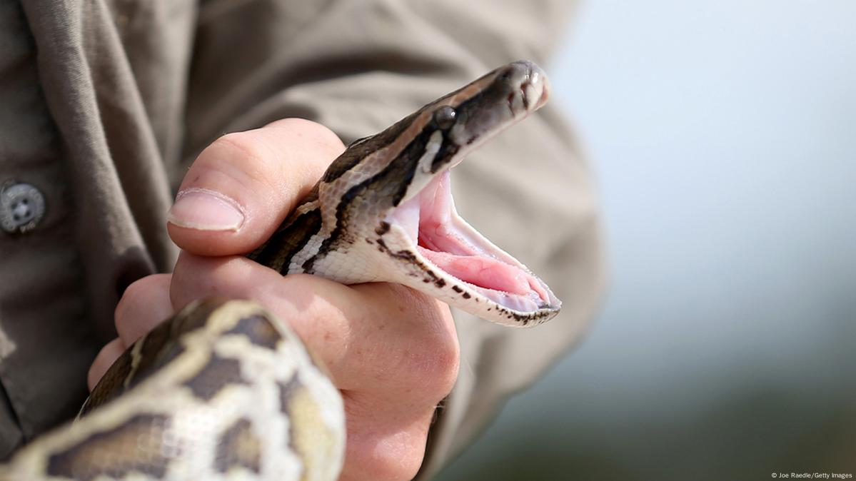 Python hunting in the Everglades – DW – 05/31/2017