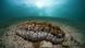 Foto: A sea cucumber under water Foto: A sea cucumber under water