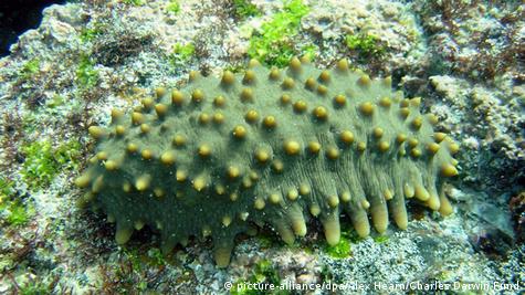Seegurke vor den Galapagos-Inseln
