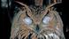Turkmenischer Uhu mit geschlossenen Augen (Foto: dpa) Turkmenischer Uhu mit geschlossenen Augen (Foto: dpa)