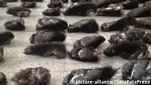 rows of severed bear paws
