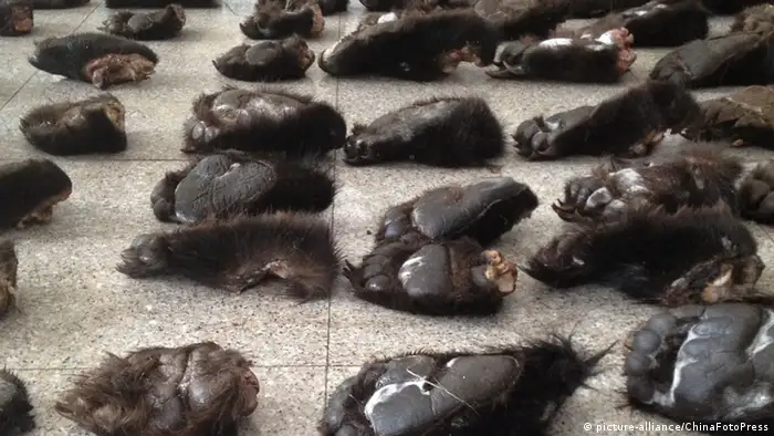 rows of severed bear paws