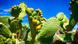 Photo: Cactus plant (Photo: CC BY NC SA 2.0: Eric Wagner/flickr) Photo: Cactus plant (Photo: CC BY NC SA 2.0: Eric Wagner/flickr)