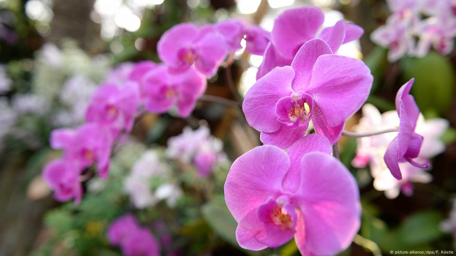 The flower island of Mainau opens a new season DW 03/20/2015