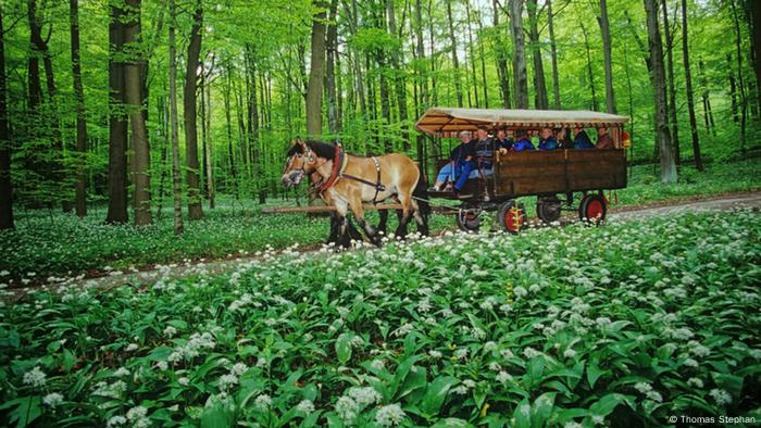 Deutschland Nationalpark Hainich (Bildergalerie)