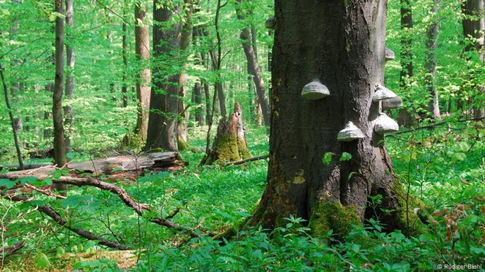 Deutschland Nationalpark Hainich (Bildergalerie)