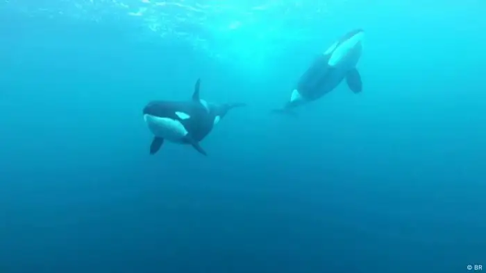 Killer whales in the deep blue sea