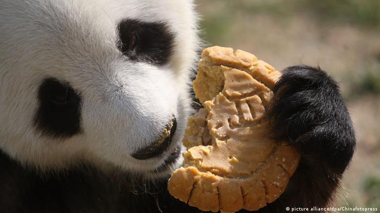 Die eigenartige Dit der Pandas