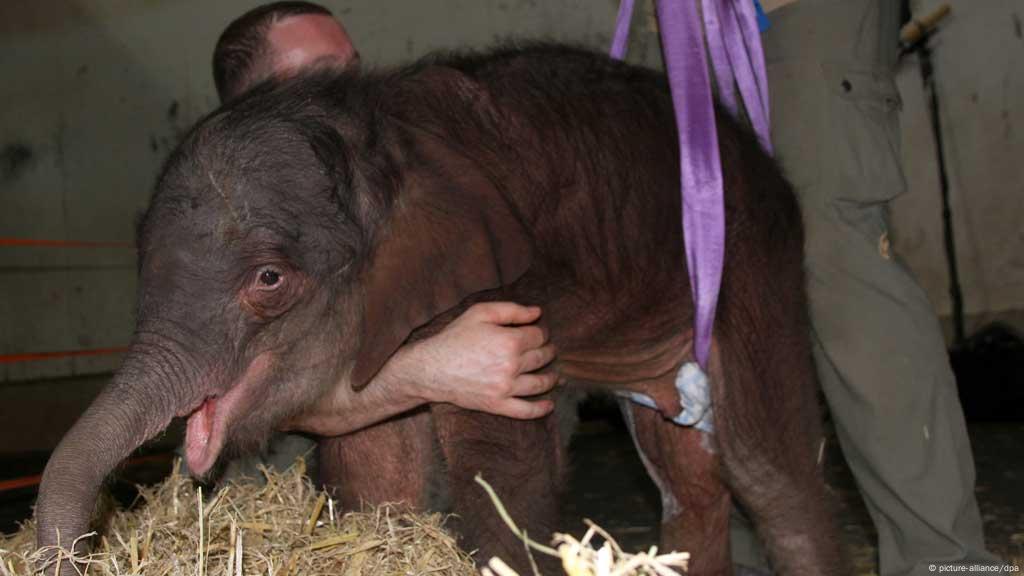 Elephant Calf At Leipzig Zoo Put To Sleep Environment All Topics From Climate Change To Conservation Dw 01 04 15