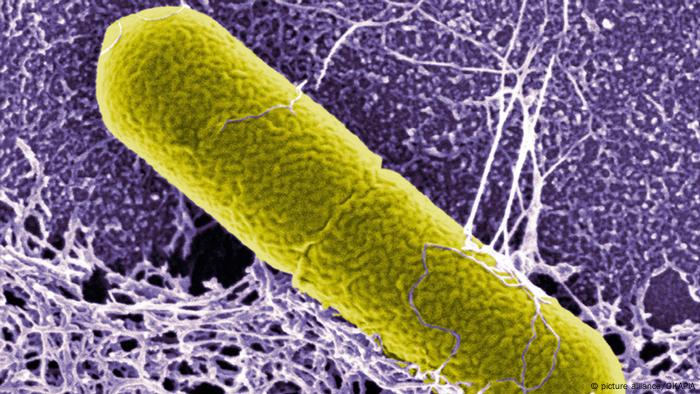 Bakterien Clostridium botulinum Botulismus