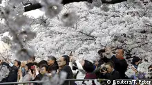 日本开启“赏樱模式”