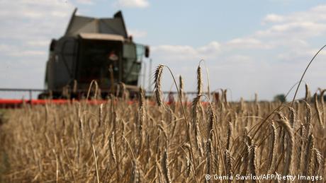 В Украйна се отглеждат огромни количества зърно и слънчоглед Тя