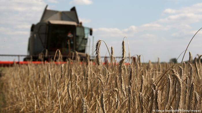 Wheat farming in the Ukraine