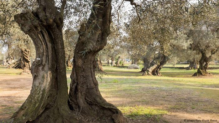 Italien Befallene Olivenbäume