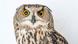 An owl sits on display at an exotic bird cafe in Tokyo, Japan An owl sits on display at an exotic bird cafe in Tokyo, Japan