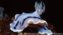 Ejemplar de babosa marina chromodoris willani