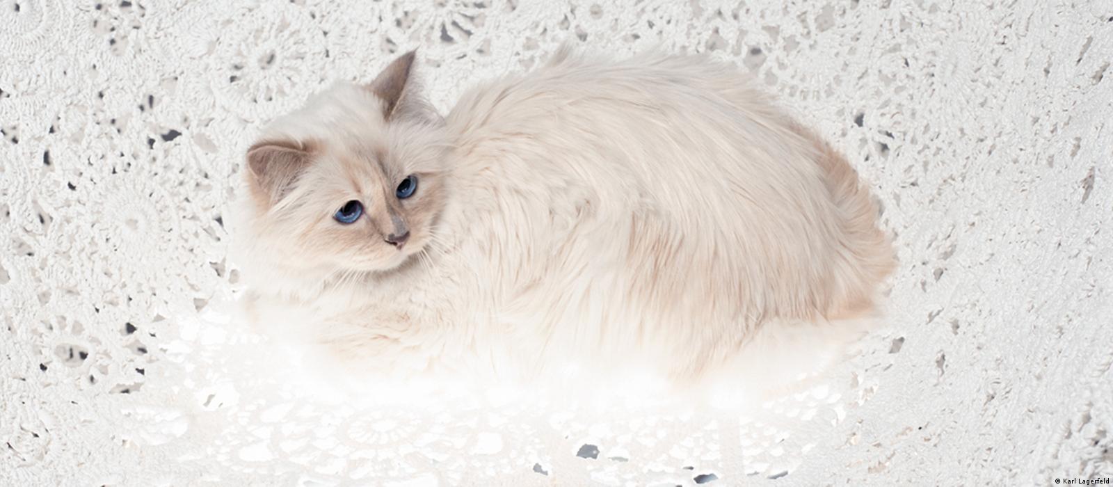 Karl Lagerfeld Would Marry His Cat Choupette If It Were Legal
