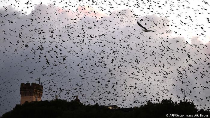 Photo: A flock of starlings flying (Source: GABRIEL BOUYS/AFP/Getty Images)