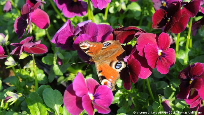 Ein Schmetterling sitzt in einem Beet bei der Bundesgartenschau 2015 im Optikpark Rathenow (Foto: dpa)