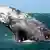 Symbolbild zur Nachricht Grauwal legt Rekord-Entfernung zurück