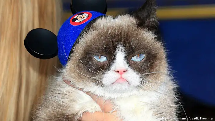 Bildergalerie Berühmte Katzen Grumpy Cat
