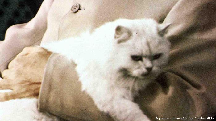 Bildergalerie Berühmte Katzen Blofeld 