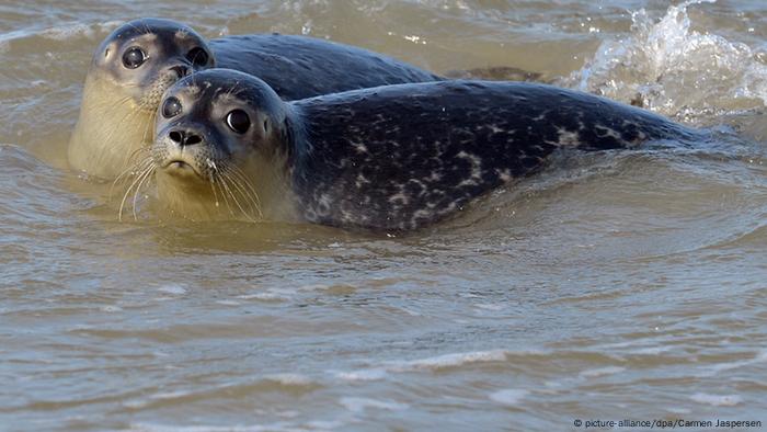 Release of seals