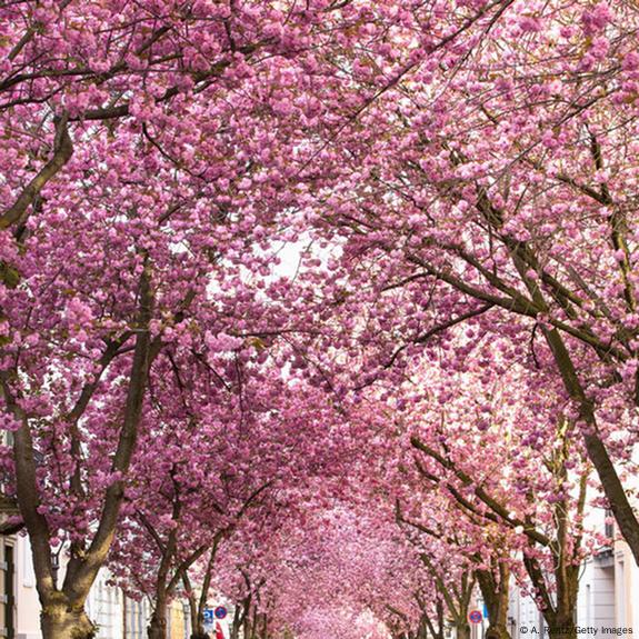 National Cherry Blossom Festival Is Underway And The Blooms Are Right On  Time