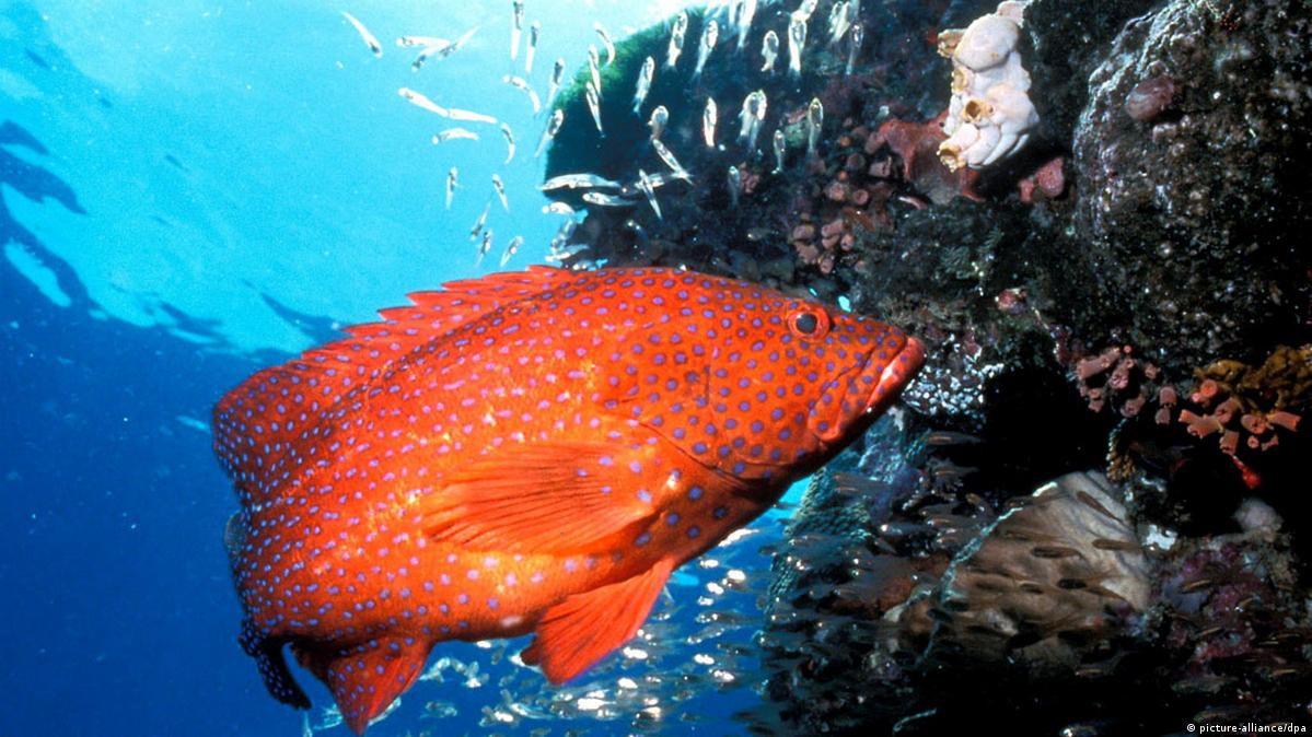 Marine reserves help reefs
