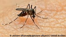 Cabo Verde volta a registar casos de dengue