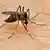 An Aedes mosquito feeding