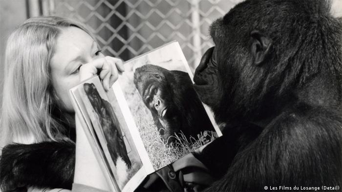 Ausstellung Ape Culture / Kultur der Affen im Haus der Kulturen der Welt AUSSCHNITT