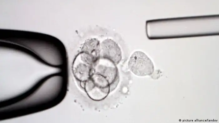 Menschliche Embryo-Zellen unter dem Mikroskop
