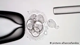 Menschliche Embryo-Zellen unter dem Mikroskop