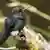 Ein Schwarzbauch-Höschenkolibri