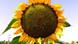 Iran Bildergalerie Sonnenblumen Iran Bildergalerie Sonnenblumen