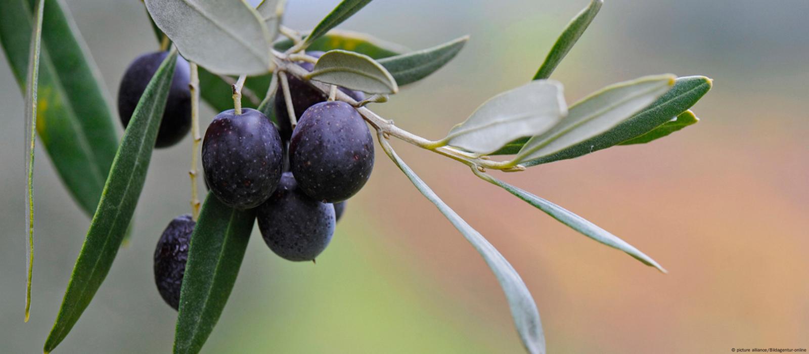 The famous olive trees of Puglia are ravaged by disease – here's how we can  save them