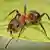 مورچه‌های سرخ؛ حشراتی که در زمینه پیش‌بینی پدیده‌های طبیعی روی آنها تحقیق می‌شود
