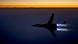 Syrien Anti IS-Koalition Luftangriff Jet Kampfjet Syrien Anti IS-Koalition Luftangriff Jet Kampfjet